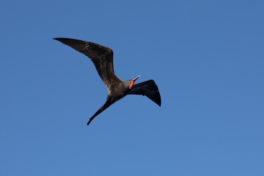 Hotel Red Booby Puerto Ayora  Eksteriør billede